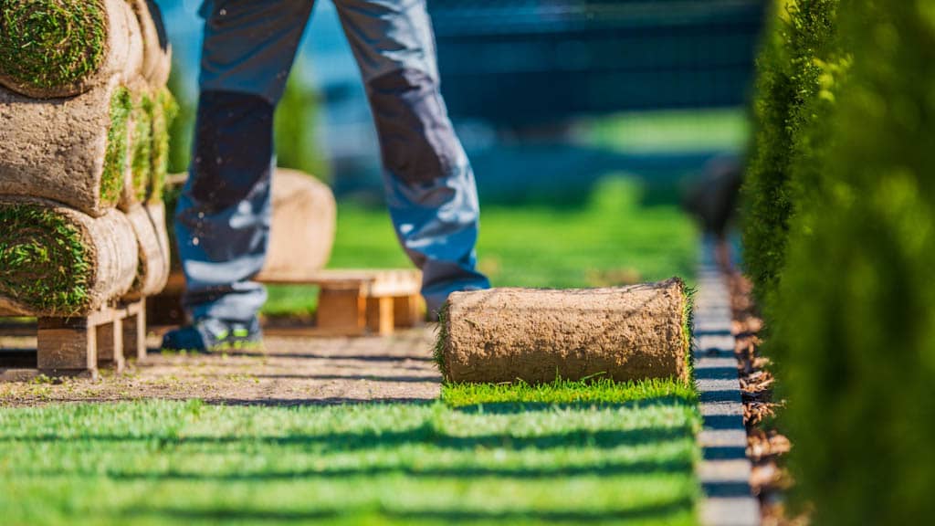 Fachhändler verlegt Rollrasen