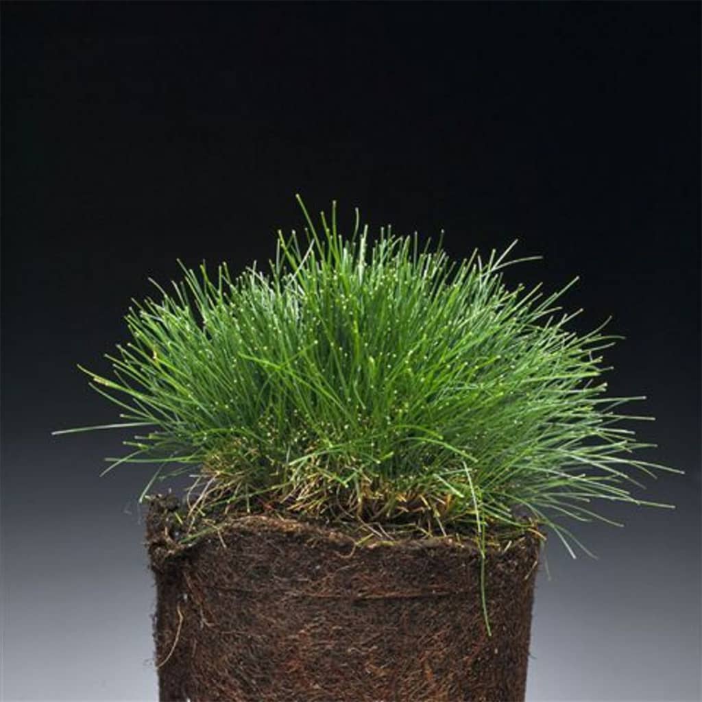 Grassorte Festuca Ovina schaf Schwingel